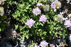 Pterocephalus pterocephala