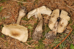 Lyophyllum infumatum