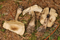 Lyophyllum infumatum