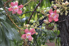 Couroupita guianensis