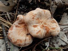 Leucopaxillus eucalyptorum