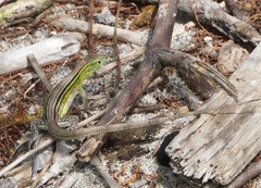 Cnemidophorus ruatanus