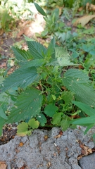 Urtica dioica