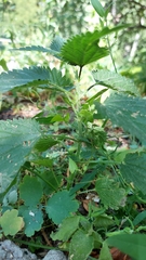 Urtica dioica