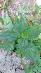 Urtica dioica