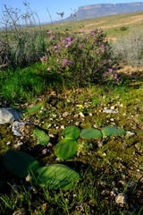 Haemanthus lanceifolius