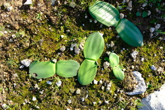 Haemanthus lanceifolius