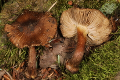 Inocybe digitula