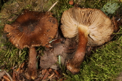 Inocybe digitula