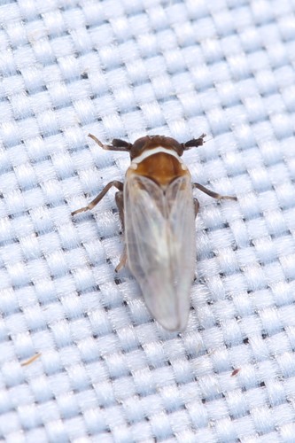 Horcoma colorata in life