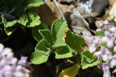 Pterocephalus pterocephala