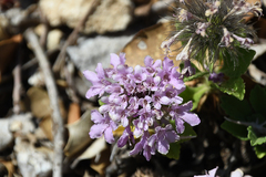 Pterocephalus pterocephala