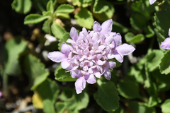 Pterocephalus pterocephala