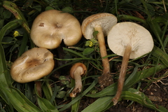 Melanoleuca griseobrunnea