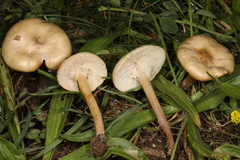 Melanoleuca griseobrunnea
