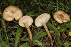 Melanoleuca griseobrunnea