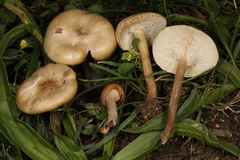 Melanoleuca griseobrunnea