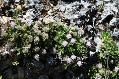 Pterocephalus pterocephala