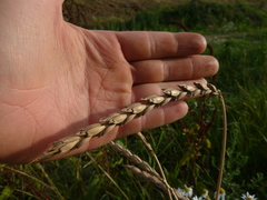 Triticum spelta