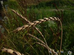 Triticum spelta