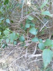 Halleria lucida