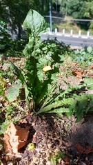 Taraxacum officinale