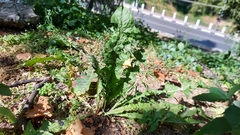 Taraxacum officinale