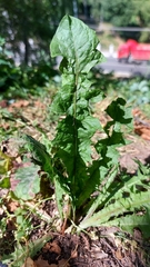 Taraxacum officinale