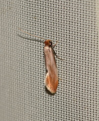 Tinea semifulvella