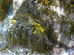 Lessonia
