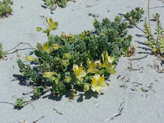 Alstroemeria werdermannii flavicans