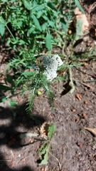 Achillea millefolium