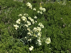 Erysimum franciscanum
