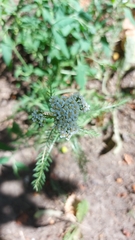 Achillea millefolium