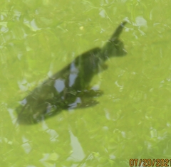 Actinopterygii
