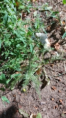 Achillea millefolium