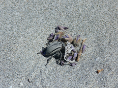 Gyriosomus elongatus