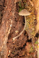 Entoloma dysthales