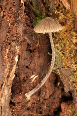 Entoloma dysthales