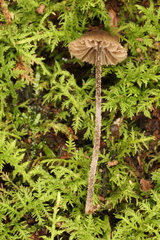 Entoloma dysthales