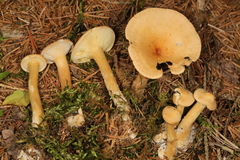 Infundibulicybe squamulosa