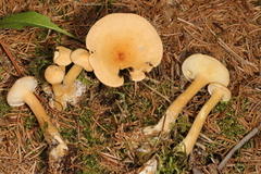 Infundibulicybe squamulosa