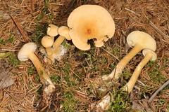 Infundibulicybe squamulosa