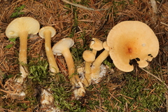 Infundibulicybe squamulosa