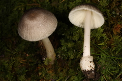 Volvariella murinella