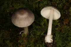 Volvariella murinella