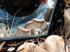 Leucopaxillus eucalyptorum