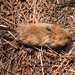 Sonoma Tree Vole - Photo (c) Chris Sulots, some rights reserved (CC BY-NC), uploaded by Chris Sulots