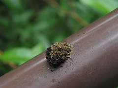Poecilosomella