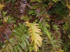 Blechnum montanum